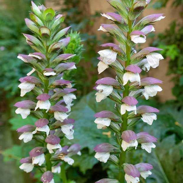 Berenklauw - Acanthus mollis - Bakker