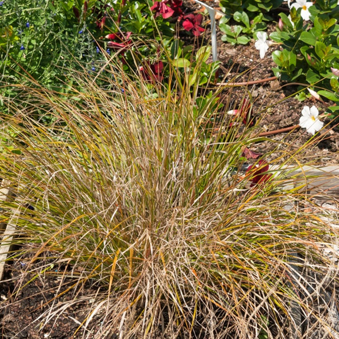 Vedergras arundinacea - Stipa arundinacea - Bakker