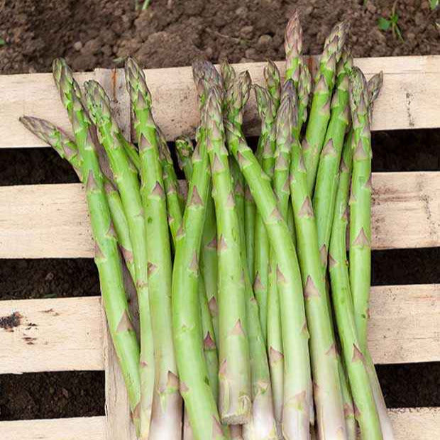 Asperge 'Voltaire' (x10) - Bakker