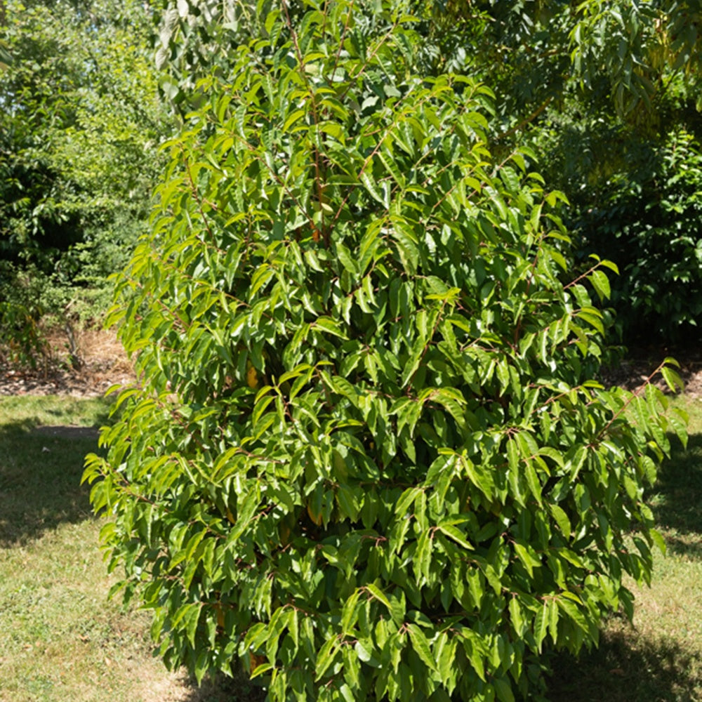 Portugese laurier - Prunus lusitanica