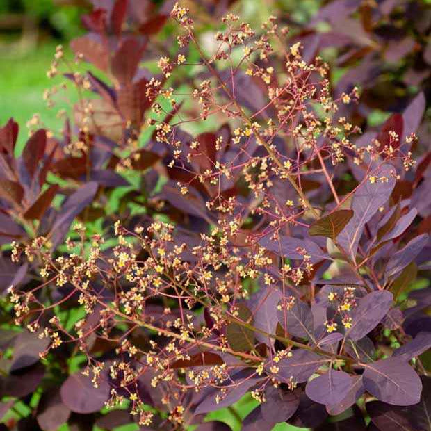 Pruikenboom - Cotinus coggygria - Bakker