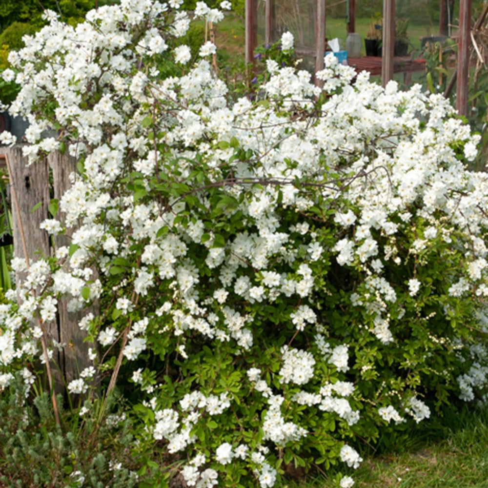 Parelstruik - Exochorda macrantha 'the bride' - Bakker