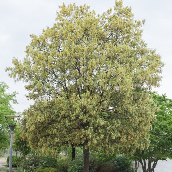 Eik - Steeneik - Quercus ilex