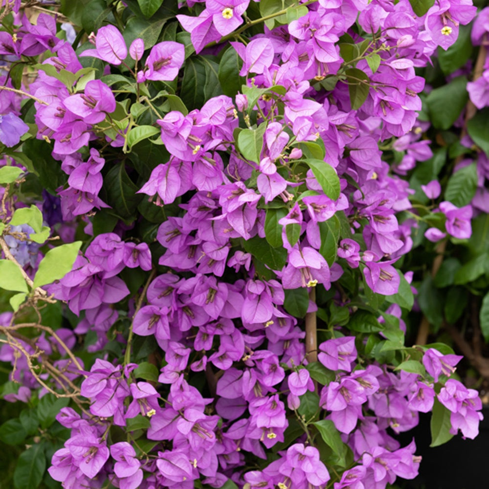 Bougainville - Bougainville - paars - Bougainvillea purple