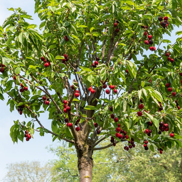 Zoete kers 'Hedelfinger' - Prunus avium 'Hedelfinger' - Bakker