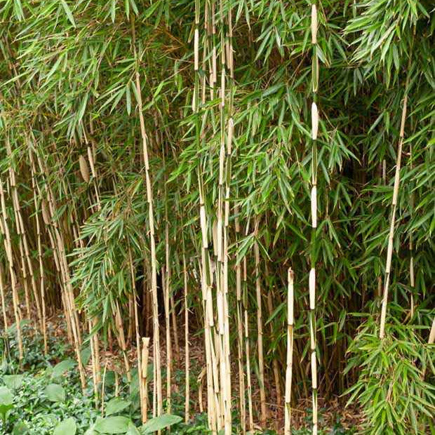 Bamboe 'Pingwu' - Bakker