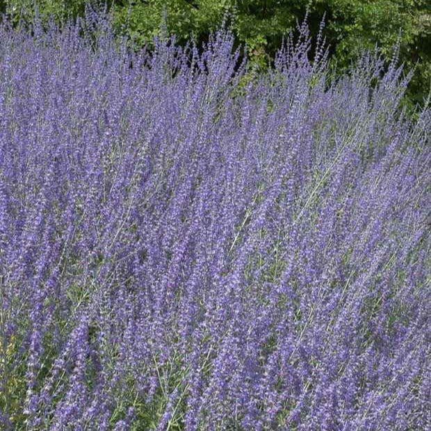 Russische salie 'Little Spire' - Perovskia atriplicifolia Little Spire - Bakker