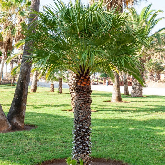 Californische palm - Bakker