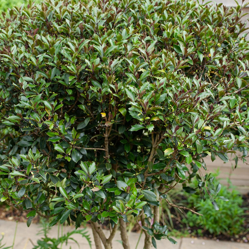 Rode Schijnhulst - Osmanthus heterophyllus Purpureus - Bakker