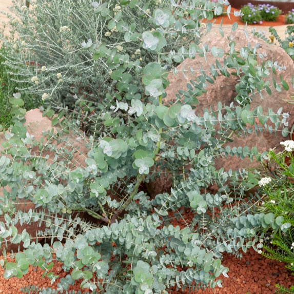 Eucalyptus - Gomboom 'Baby Blue' - Eucalyptus pulverulenta Baby Blue