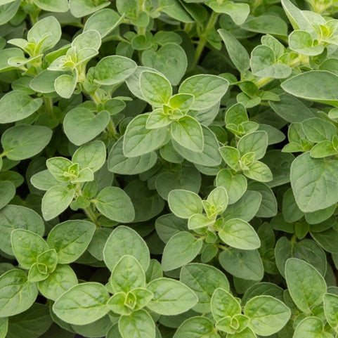 Oregano - Bakker
