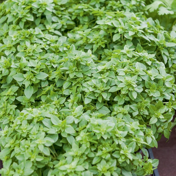Basilicum 'Fin Vert' - Bakker