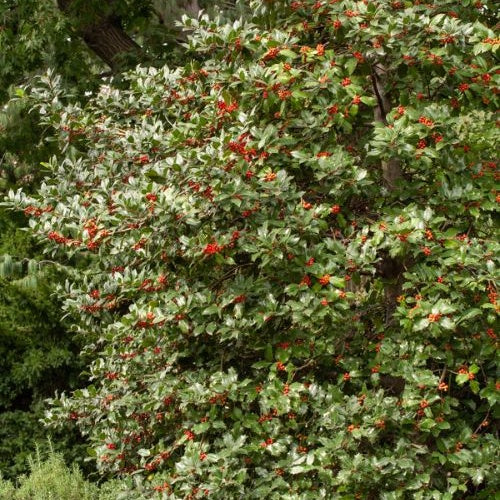 Hulsthaag - Ilex aquifolium - Bakker