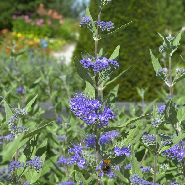 Caryopteris clandonensis Heavenly Blue - Caryopteris 'Heavenly Blue' - Spirea