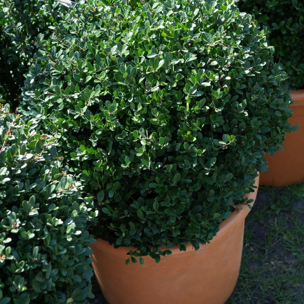 Japanse hulst 'Dark Green'® - Ilex crenata Dark Green - Bakker
