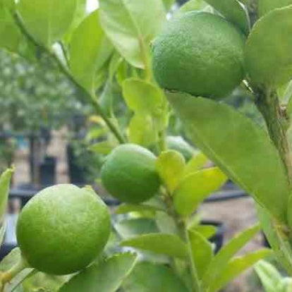 Limoenboom - Bakker
