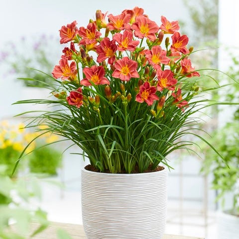 3 Everydaylily Red Ribs Daglelies - Bakker