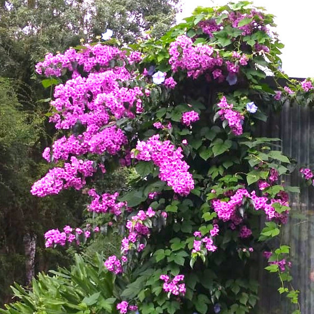 Bougainville 'Violet de Mèze' - Bougainvillea 'violet de mèze' - Bakker