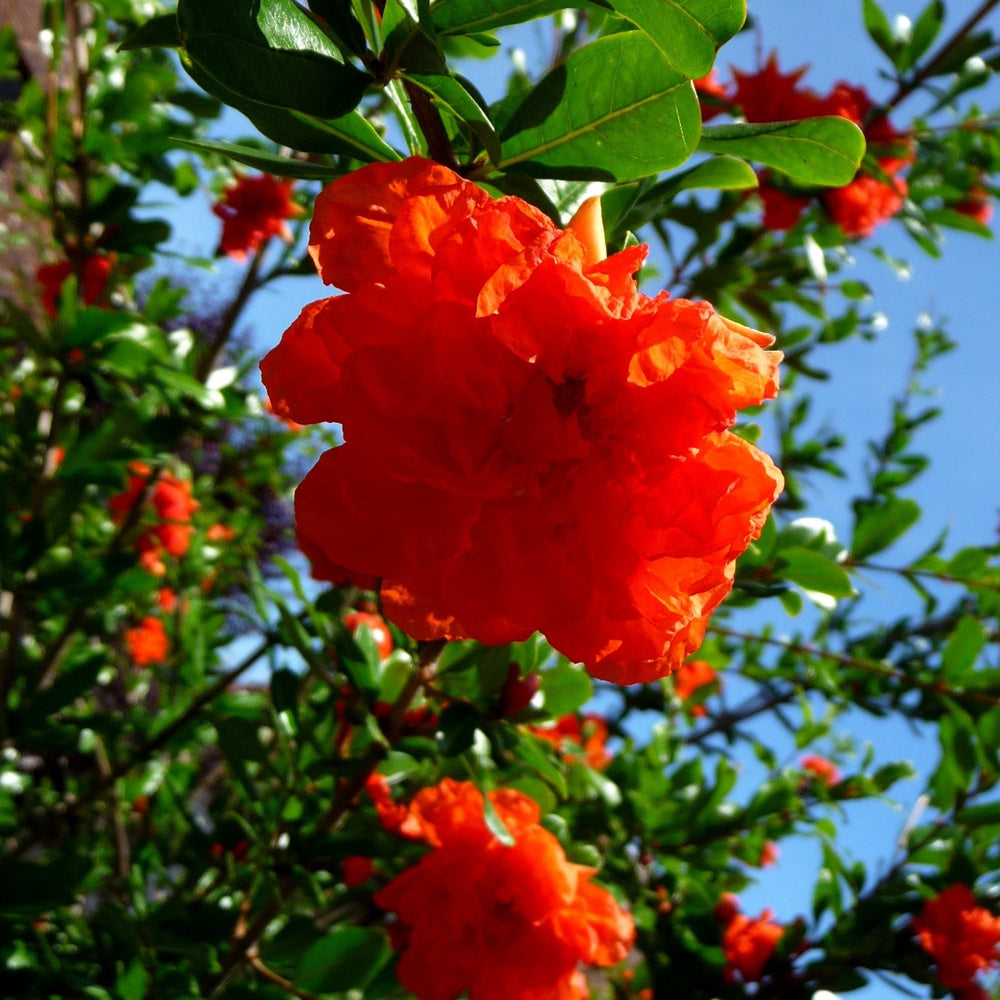 Granaatappel - Punica granatum Nana