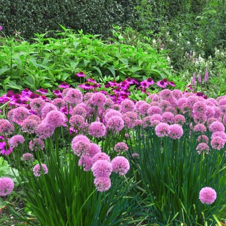 Sierknoflook Lavender Bubbles - Bakker