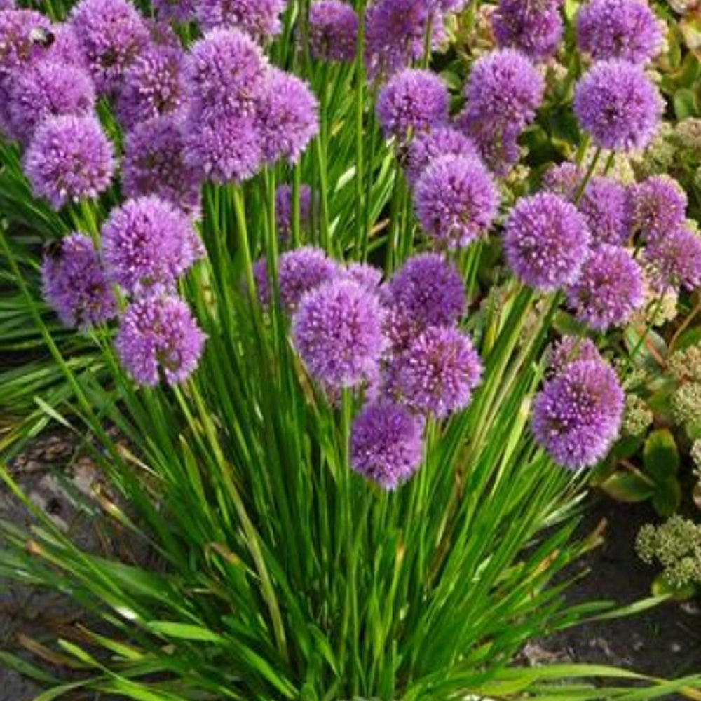 Sierui 'Millenium' - Allium Millenium - Bakker