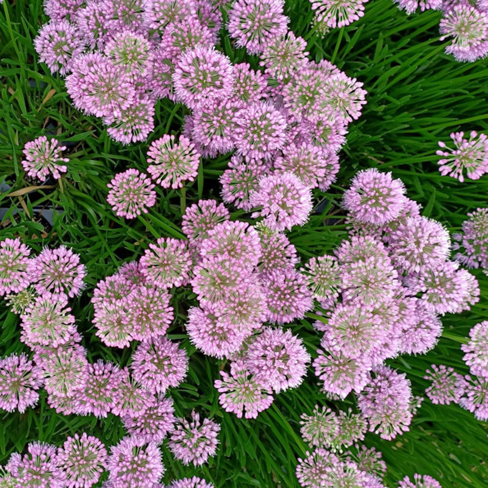 Allium Millenium - Sierui 'Millenium' - Bloeiende vaste planten