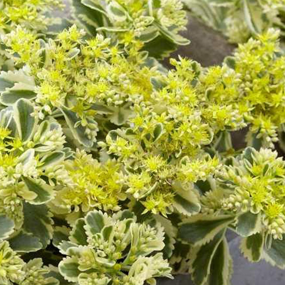 Vetkruid 'Atlantis' - Sedum takesimense 'atlantis' - Bakker