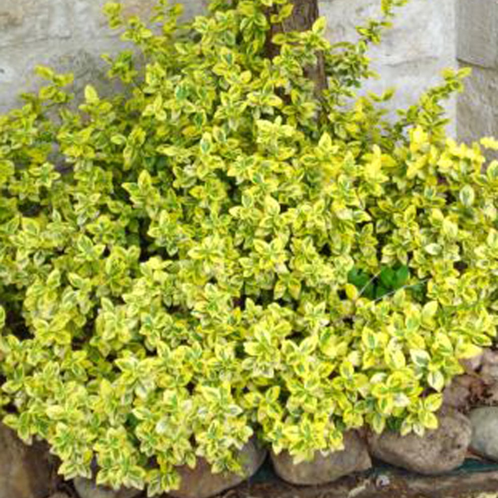 Kardinaalsmuts 'Emerald Gold' - Euonymus fortunei Emerald and Gold