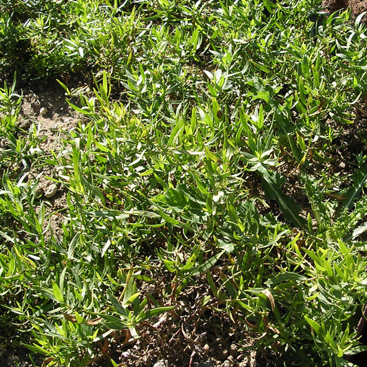 Russische dragon - Bakker