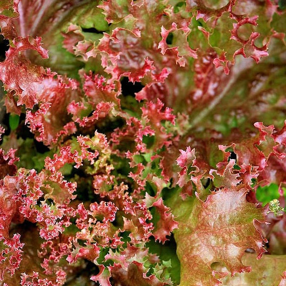 Rode krulsla - BIO - Lactuca lollo rossa - Bakker
