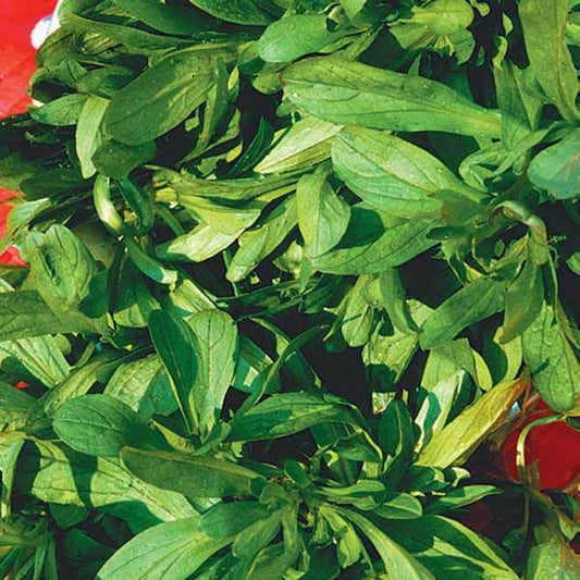 Veldsla - BIO - Bakker