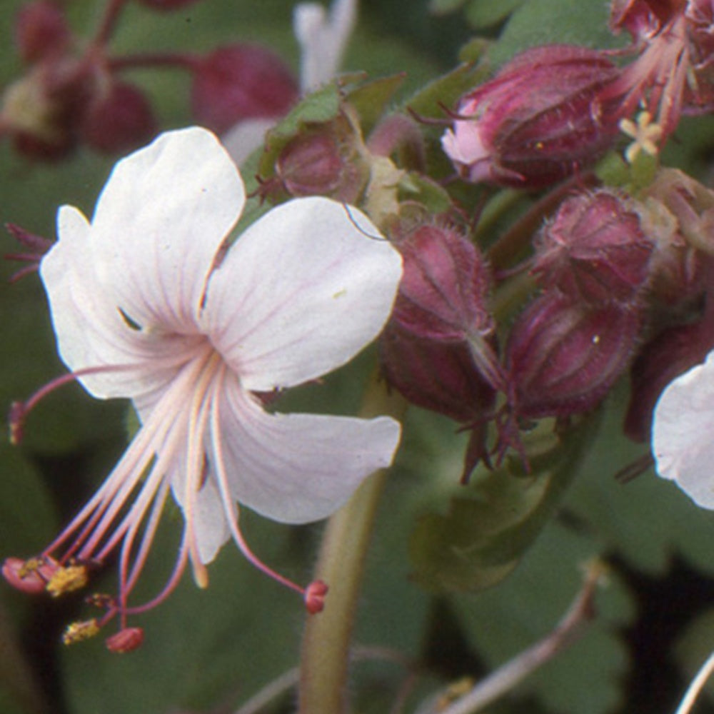 Ooievaarsbek 'Spessart' - Geranium  macrorrhizum Spessart - Bakker