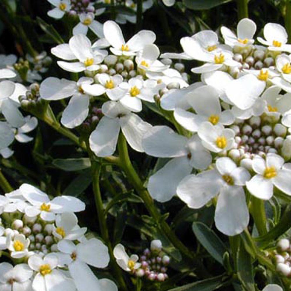 Scheefbloem - Scheefbloem 'Weisser Zwerg' - Iberis sempervirens 'weisser zwerg'