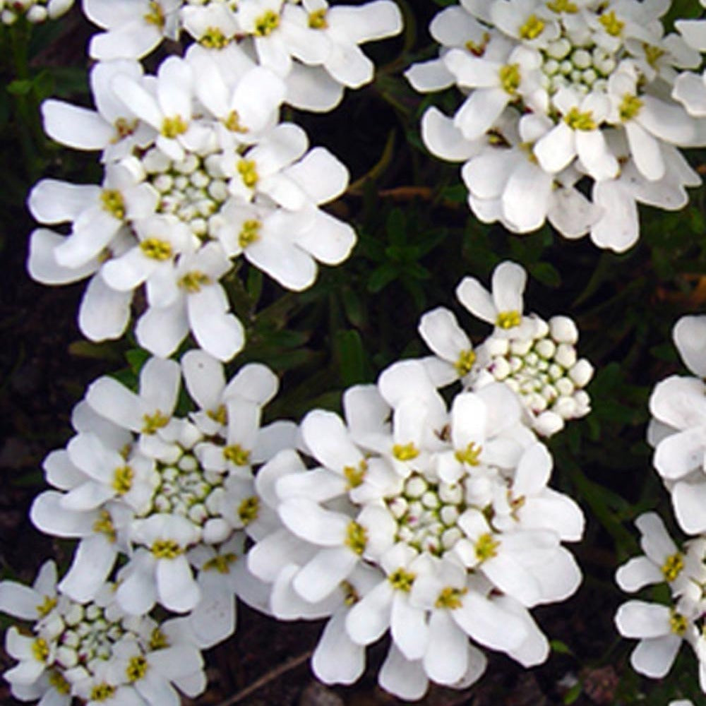 Verkoop Scheefbloem 'Weisser Zwerg'