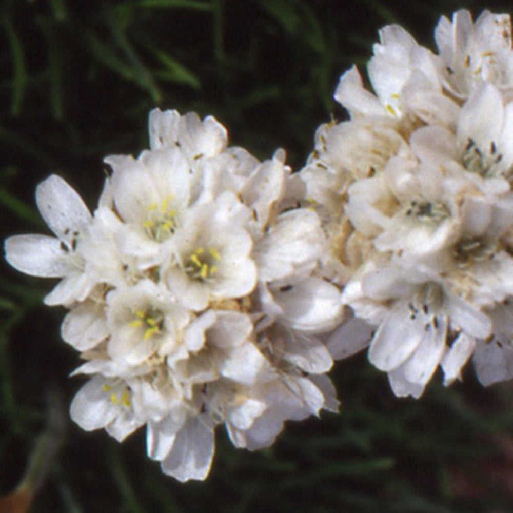 Engels gras 'Alba' - Armeria maritima alba - Bakker