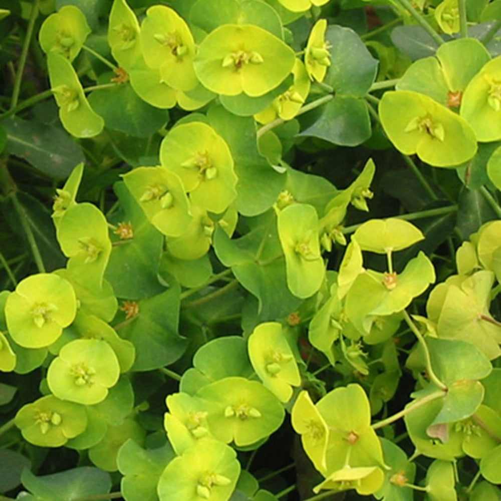Wolfsmelk - Wolfsmelk 'Purpurea' - Euphorbia amygdaloides purpurea
