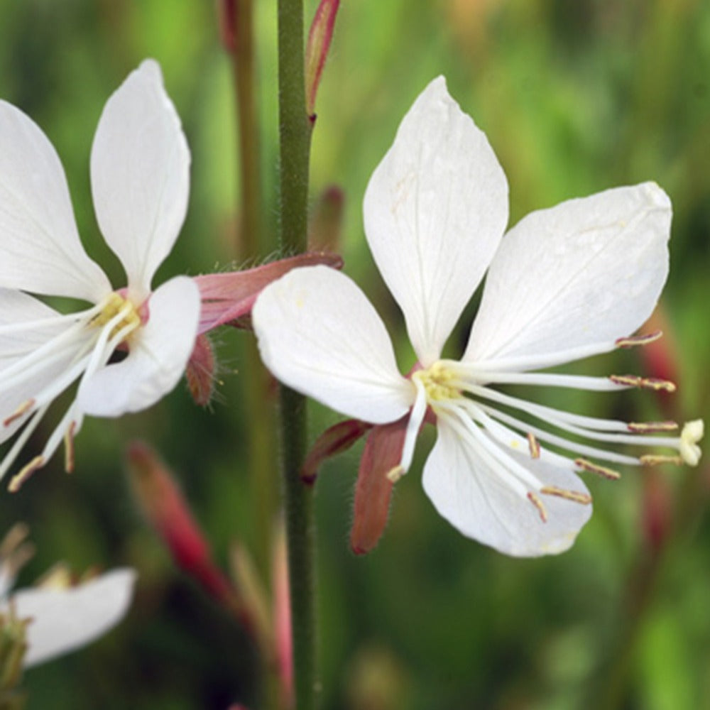 Prachtkaars 'Snowstorm' - Gaura lindheimeri snowstorm - Bakker