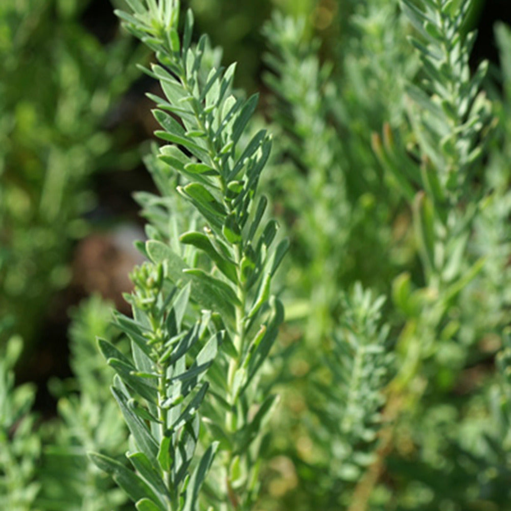 Linum perenne Diamant - Meerjarig vlas 'Diamant' - Siergrassen