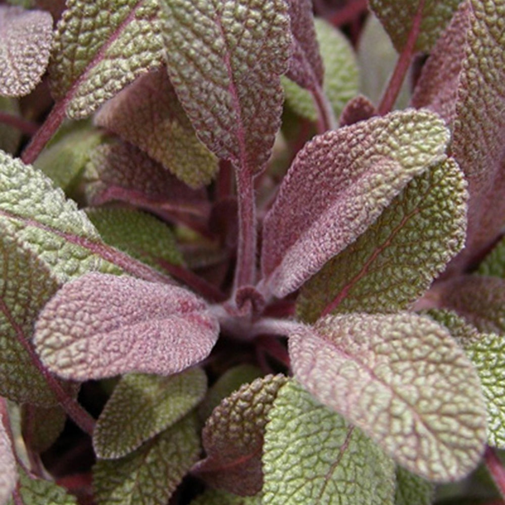 Salie - Echte salie 'Purpurascens' - Salvia officinalis purpurascens