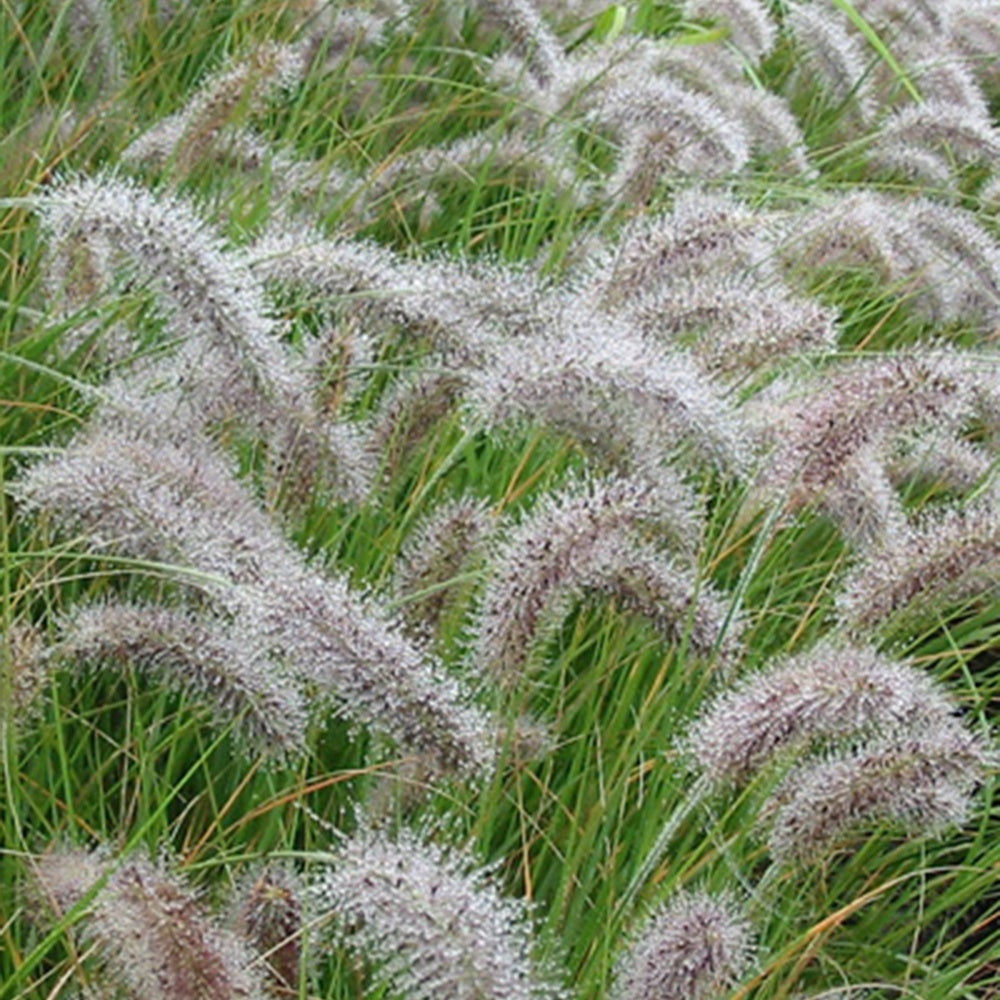 Lampenpoetsersgras 'Compressum' - Pennisetum alopecuroides (compressum) - Bakker