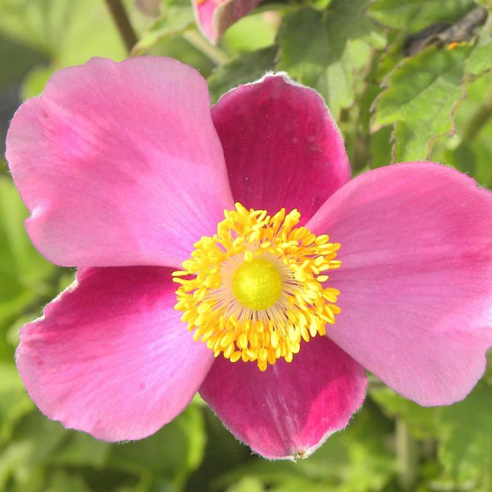 Herfstanemoon 'Praecox' - Bakker