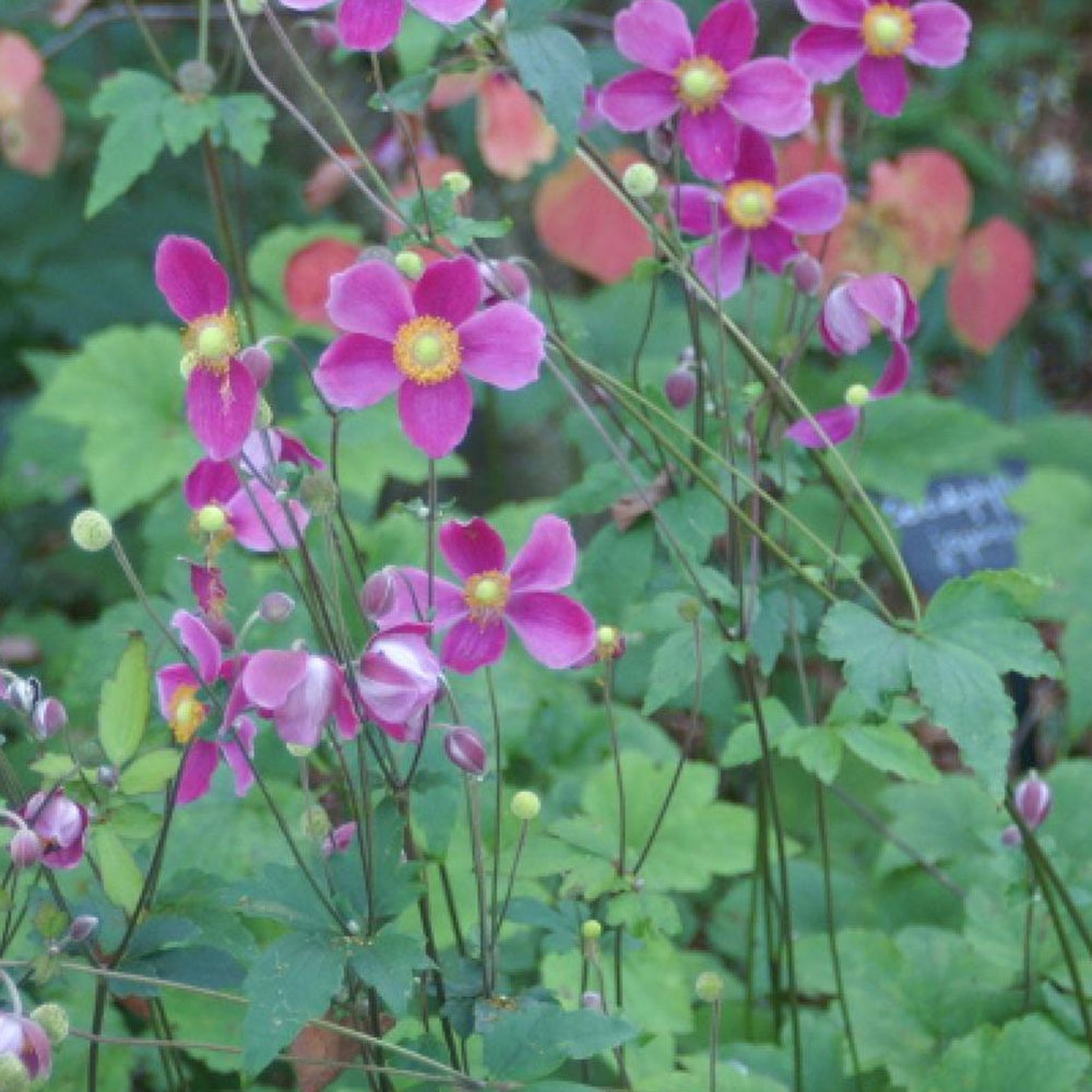 Herfstanemoon 'Splendens' - Anemone hupehensis splendens - Bakker