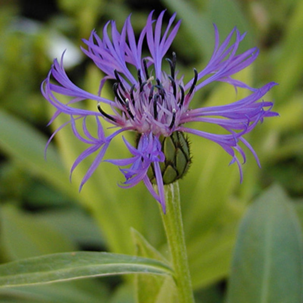 Verkoop Bergcentaurie - Centaurea montana