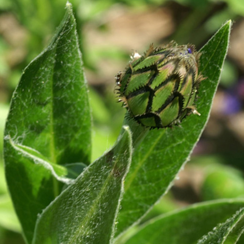 Korenbloem - Bergcentaurie - Centaurea montana
