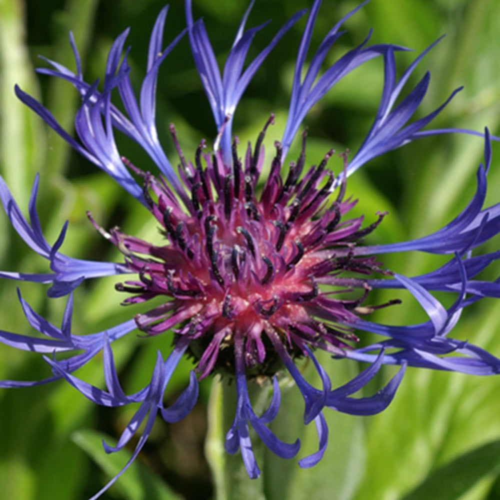 Centaurea montana - Bergcentaurie - Korenbloem