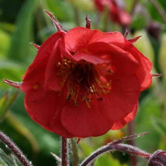 Geum 'Flames of Passion'® - Bakker