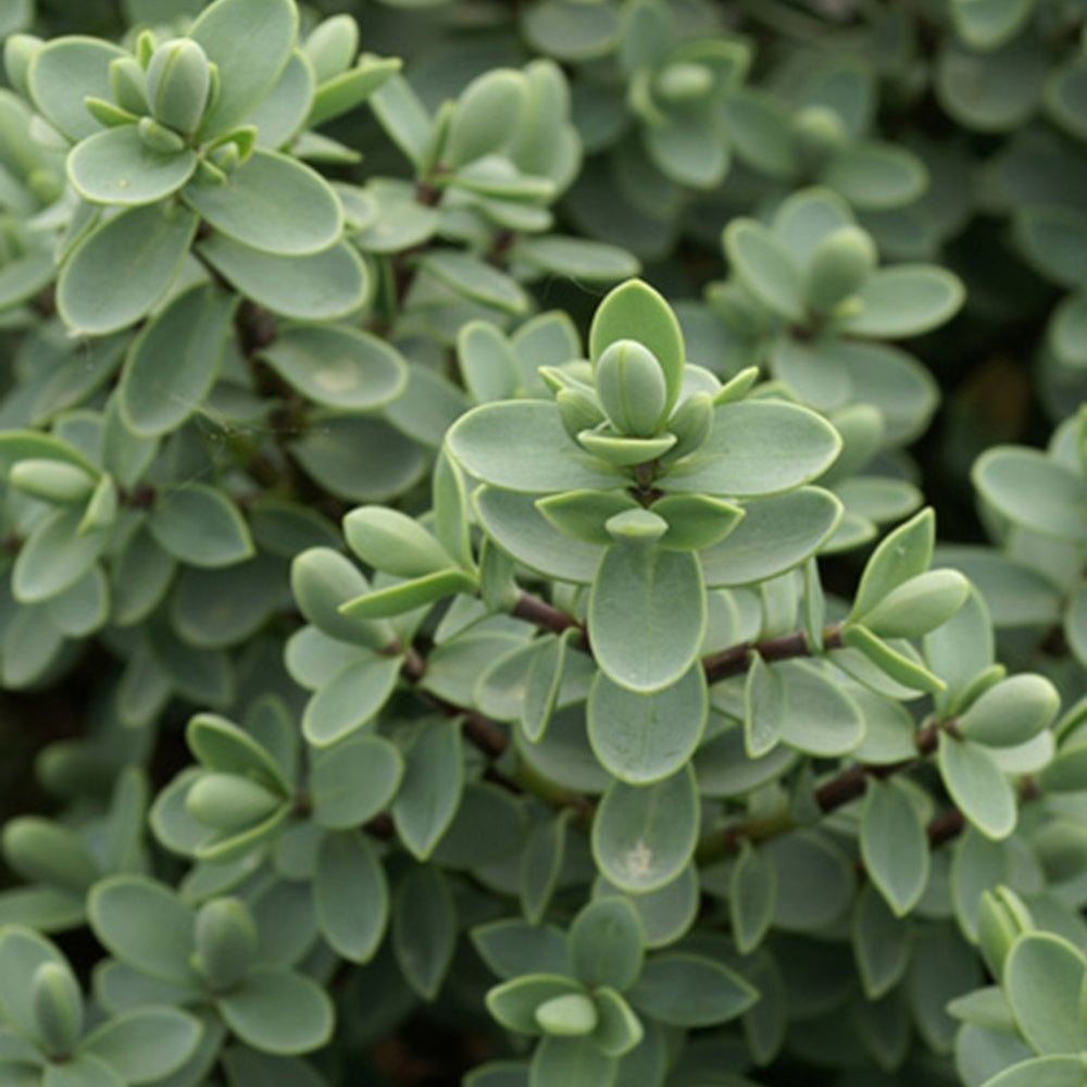 Struikveronica - Wintergroene heesters - Bakker