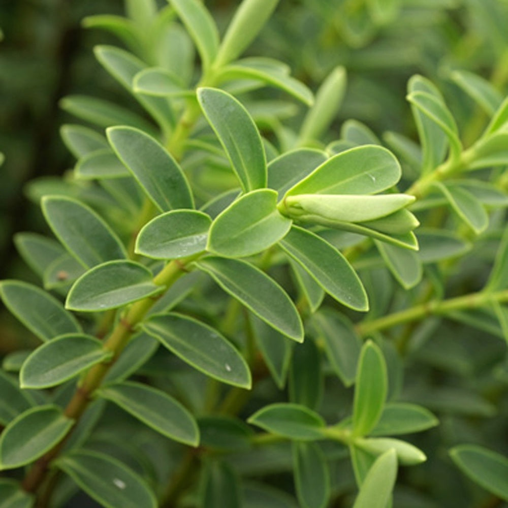 Verkoop Struikveronica