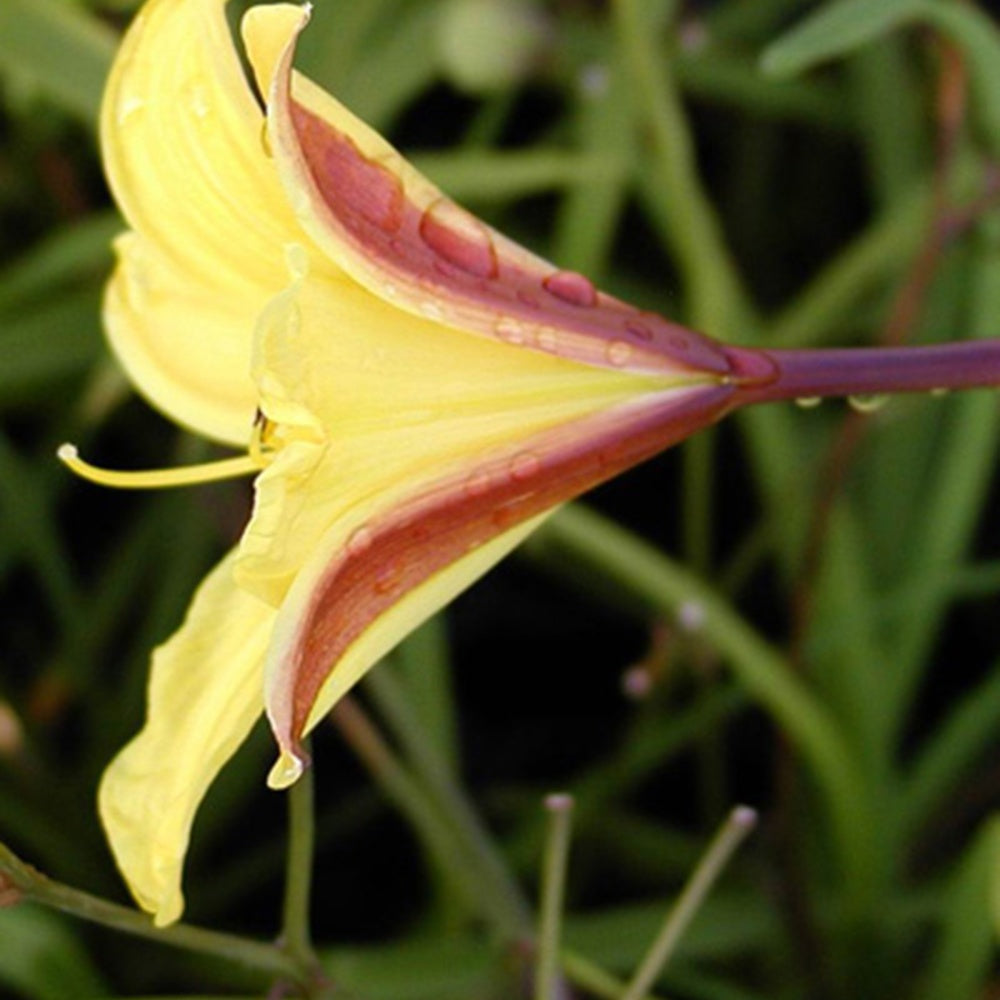 Hemerocallis corky - Daglelie 'Corcy' - Hemerocallis - Daglelie