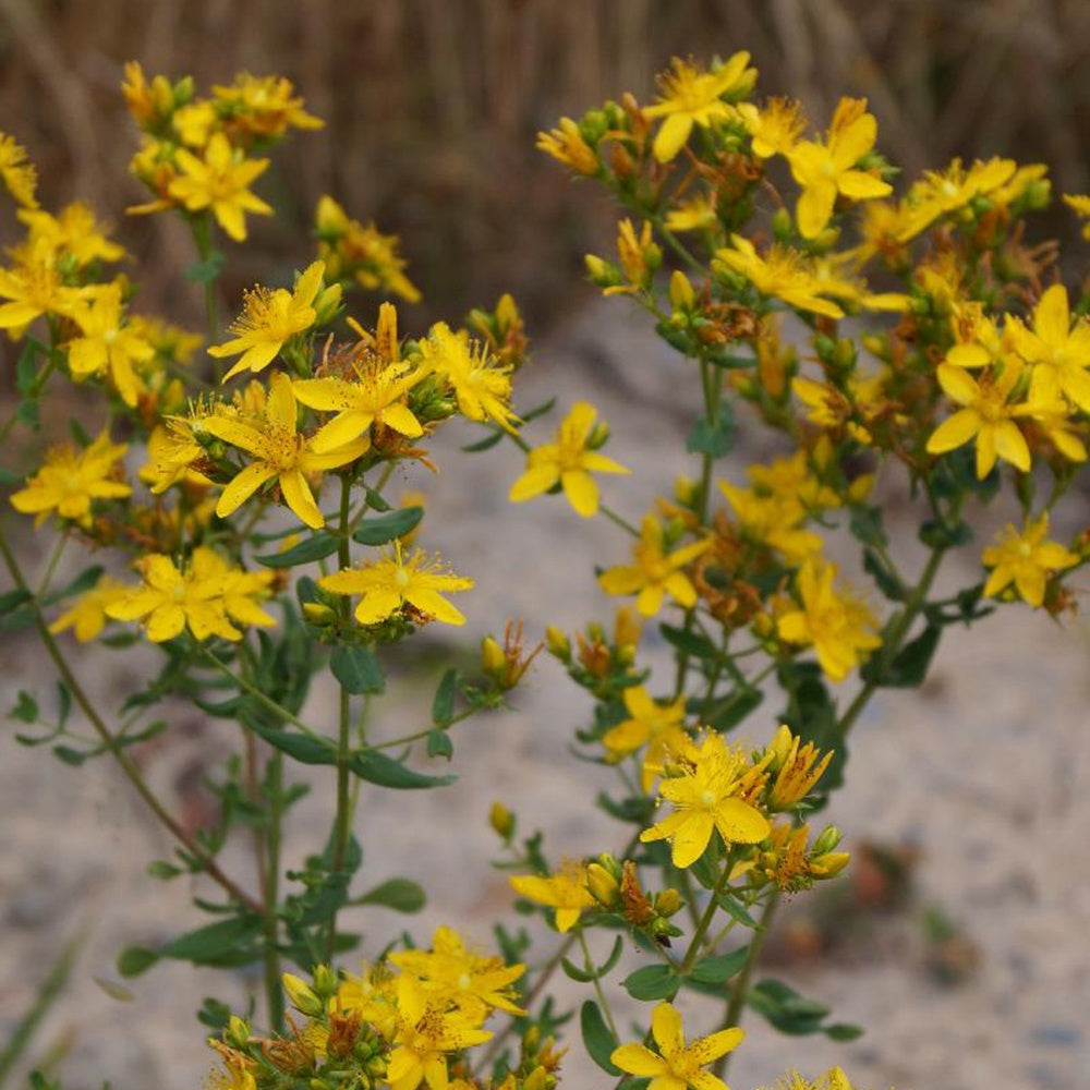 Sint-Janskruid - Hypericum perforatum - Bakker
